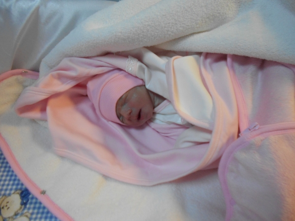 bebek ant